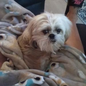 Meet your Posher, Ida